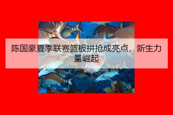 chen-guo-hao-xia-ji-lian-sai-lan-ban-pin-qiang-cheng-liang-dian-xin-sheng-li-liang-jue-qi-3-967.jpg